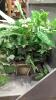 (2)BOXES - ARTIFICIAL GREENERY + 2 PLANT POTS - 2
