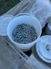 Six pails of new one and three-quarter inch barbed staples / bid per pail - 2