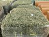 (9) BALES HAY- 3RD CUT - 4