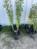 (5) Oakaneese poplars / bidding per tree - 3