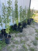 (5) Oakaneese poplars / bidding per tree