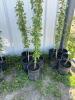 (5) Oakaneese poplars / bidding per tree - 6