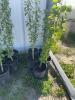 (5) Oakaneese poplars / bidding per tree - 7