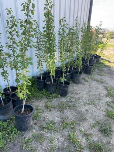 (5) Oakaneese poplars / bidding per tree