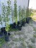 (5) Oakaneese poplars / bidding per tree