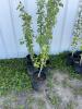 (5) Oakaneese poplars / bidding per tree - 2
