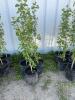(5) Oakaneese poplars / bidding per tree - 4