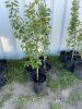 (5) Oakaneese poplars / bidding per tree - 5