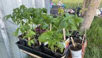 BEDDING OUT PLANTS - (9) SUB ARCTIC, (6) ROMA & (3) CHERRY TOMATOES, (1) CANTALOPE, (2) WATERMELON, (2) SPAGHETTI SQUASH, (1) GIANT PUMPKIN, (16) PEPPERS