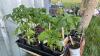BEDDING OUT PLANTS - (9) SUB ARCTIC, (6) ROMA & (3) CHERRY TOMATOES, (1) CANTALOPE, (2) WATERMELON, (2) SPAGHETTI SQUASH, (1) GIANT PUMPKIN, (16) PEPPERS