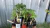 BEDDING OUT PLANTS - (6) SUB ARCTIC, (6) ROMA & (3) CHERRY TOMATOES, (1) CANTALOPE, (2) WATERMELON, (2) SPAGHETTI SQUASH, (16) PEPPERS - 2