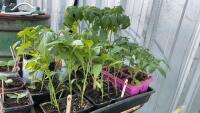 BEDDING OUT PLANTS - (6) SUB ARCTIC, (6) ROMA & (3) CHERRY TOMATOES, (1) CANTALOPE, (2) WATERMELON, (2) SPAGHETTI SQUASH, (16) PEPPERS