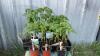 BEDDING OUT PLANTS - (6) SUB ARCTIC, (6) ROMA & (3) CHERRY TOMATOES, (1) CANTALOPE, (2) WATERMELON, (2) SPAGHETTI SQUASH, (1) GIANT PUMPKIN, (16) PEPPERS - 2