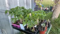 BEDDING OUT PLANTS - (6) SUB ARCTIC, (6) ROMA & (3) CHERRY TOMATOES, (1) CANTALOPE, (2) WATERMELON, (2) SPAGHETTI SQUASH, (1) GIANT PUMPKIN, (16) PEPPERS