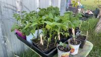 BEDDING OUT PLANTS - (12) ROMA, (3) SUB-ARCTIC & (3) CHERRY TOMATOES, (1) CANTALOPE, (2) WATERMELON, (2) SPAGHETTI SQUASH, (1) GIANT PUMPKIN, (16) PEPPERS