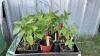 BEDDING OUT PLANTS - (3) ROMA & (3) CHERRY TOMATOES, (1) SPAHETTI SQUASH, (28) PEPPER PLANTS - 2