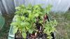 BEDDING OUT PLANTS - (3) ROMA & (3) CHERRY TOMATOES, (1) SPAHETTI SQUASH, (28) PEPPER PLANTS - 3