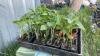BEDDING OUT PLANTS - (3) ROMA & (3) CHERRY TOMATOES, (1) SPAHETTI SQUASH, (28) PEPPER PLANTS - 4