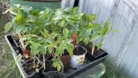 BEDDING OUT PLANTS - (3) ROMA & (3) CHERRY TOMATOES, (1) SPAHETTI SQUASH, (28) PEPPER PLANTS