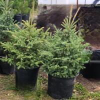 (5) POTTED WHITE SPRUCE TREES....3-4' TALL....BIDDING PER TREE 5X THE MONEY