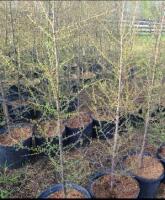(2) SIBERIAN LARCH TREES - 5' TALL....BIDDING PER TREE, 2X THE MONEY