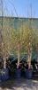 (2) POTTED WHITE PAPER BIRCH ...6-8' TALL....SELLING PER TREE, 2X THE MONEY