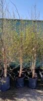 (2) POTTED WHITE PAPER BIRCH ...6-8' TALL....SELLING PER TREE, 2X THE MONEY