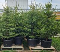 (5) POTTED WHITE SPRUCE - 6' TALL.....BIDDING PER TREE, 5X THE MONEY