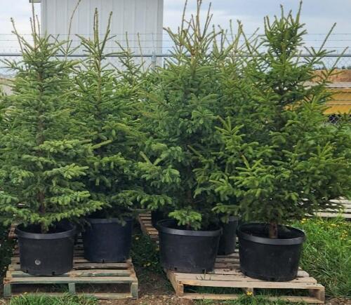(5) POTTED WHITE SPRUCE - 6' TALL.....BIDDING PER TREE, 5X THE MONEY