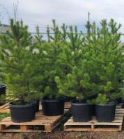 (5) POTTED LODGE POLE PINE TREES....BIDDING PER TREE, 5X THE MONEY