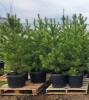 (5) POTTED LODGE POLE PINE TREES....BIDDING PER TREE, 5X THE MONEY