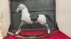 METAL DECOR ROCKING HORSE - 3