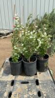 (5) POTTED TOWERING POPLAR TREES - BIDDING /TREE 5X THE MONEY