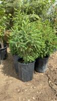 (5) POTTED WHITE SPRUCE TREES....BIDDING PER TREE 5X THE MONEY