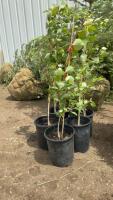 (5) POTTED OKANESE POPLAR TREES.....BIDDING PER TREE - 5X THE MONEY