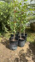 (5) POTTED OKANESE POPLAR TREES.....BIDDING PER TREE - 5X THE MONEY