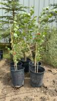 (5) POTTED OKANESE POPLAR TREES.....BIDDING PER TREE - 5X THE MONEY