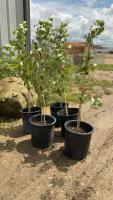 (5) POTTED OKANESE POPLAR TREES.....BIDDING PER TREE - 5X THE MONEY