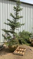 8-10&rsquo; BURLAP WRAPPED COLORADO BLUE SPRUCE TREE