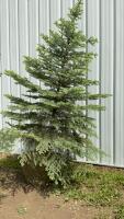 8-10&rsquo; BURLAP WRAPPED COLORADO BLUE SPRUCE TREE