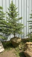 8-10&rsquo; BURLAP WRAPPED COLORADO BLUE SPRUCE TREE