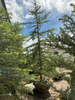 8-10&rsquo; BURLAP WRAPPED COLORADO BLUE SPRUCE TREE