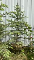 8-10&rsquo; BURLAP WRAPPED COLORADO BLUE SPRUCE TREE