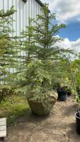 8-10&rsquo; BURLAP WRAPPED COLORADO BLUE SPRUCE TREE