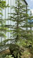 8-10&rsquo; BURLAP WRAPPED COLORADO BLUE SPRUCE TREE