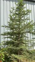 8-10&rsquo; BURLAP WRAPPED COLORADO BLUE SPRUCE TREE