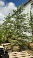 8-10&rsquo; BURLAP WRAPPED COLORADO BLUE SPRUCE TREE
