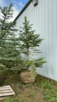 8-10&rsquo; BURLAP WRAPPED COLORADO BLUE SPRUCE TREE