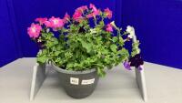 10&rdquo; POT OF FLOWERING PETUNIAS