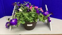10&rdquo; POT OF FLOWERING PETUNIAS